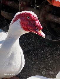 Maschio anatra muta - nano