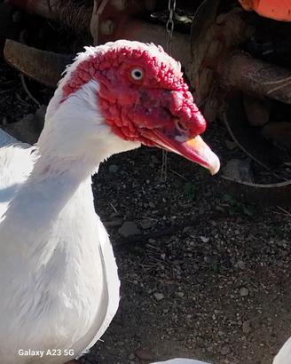 Maschio anatra muta - nano