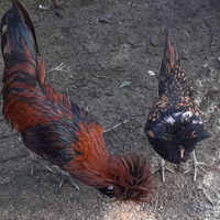 Gallo e gallina padovana di razza