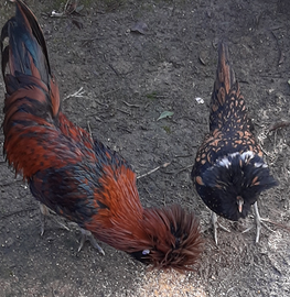 Gallo e gallina padovana di razza