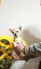 Chihuahua piccola