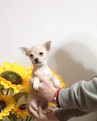 Chihuahua piccola