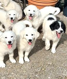 Cuccioli di pastore maremmano-abruzzese