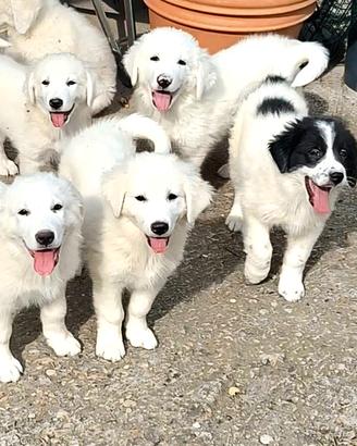 Cuccioli di pastore maremmano-abruzzese