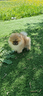 spitz-di-pomerania