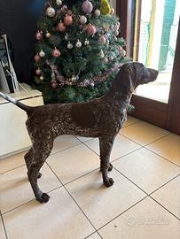 Bracco Tedesco (Khurzaar)