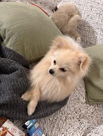 Volpina per cuccioli