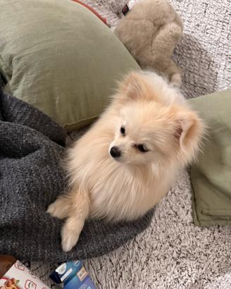 Volpina per cuccioli