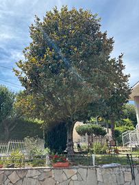 Magnolia