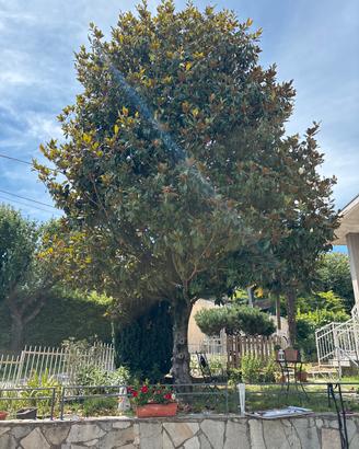 Magnolia
