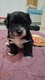 Maltipoo barboncino coreano