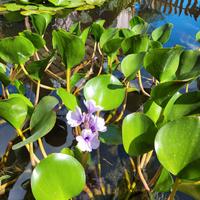 Eichhornia azurea
