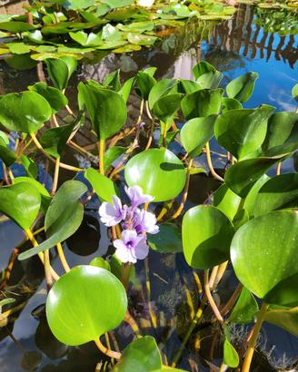 Eichhornia azurea