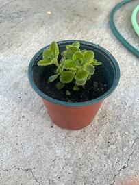 Plectranthus amboinicus o origano cubano