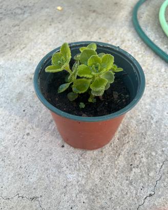 Plectranthus amboinicus o origano cubano