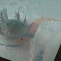 Coppia Axolotl adulti (Maschio Wild + Femmina Gold