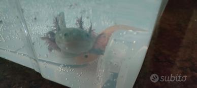 Coppia Axolotl adulti (Maschio Wild + Femmina Gold