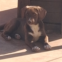 Cuccioli di meticcio