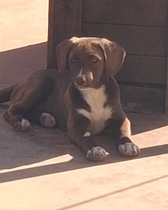 Cuccioli di meticcio