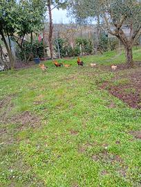 Galline mugellesi
