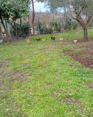 Galline mugellesi