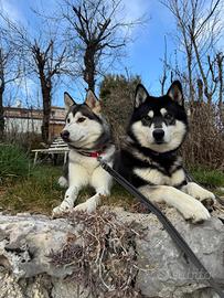 Siberian Husky per monta
