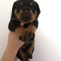 Cuccioli di rottweiler