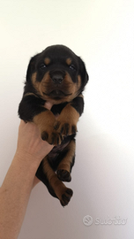 Cuccioli di rottweiler