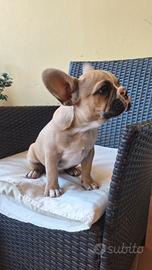 Femminuccia bulldog francese