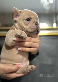 Bulldog francese