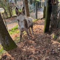 Asinello 6 mesi maschio