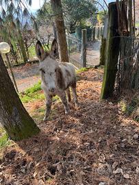 Asinello 6 mesi maschio
