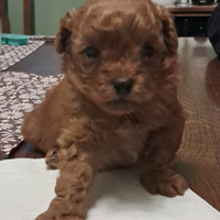 Disponibile cucciolo di barboncino Toy