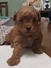 Disponibile cucciolo di barboncino Toy