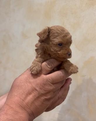 Barboncini toy red maschi 70 giorni