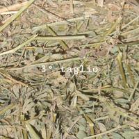 Erba medica