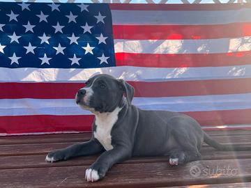 Cuccioli di Amstaff Blue