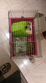  gabbia per porcellini d india o conigli nani