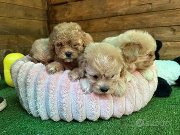 Maltipoo cucciolo