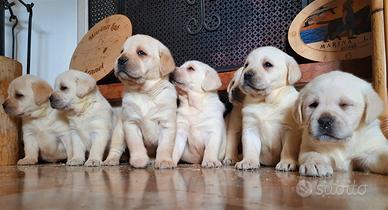 Cuccioli di Labrador Giallo - maschietti