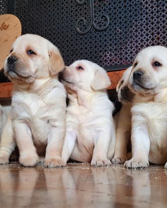 Cuccioli di Labrador Giallo - maschietti