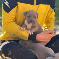 Cuccioli pitbull