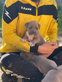 Cuccioli pitbull