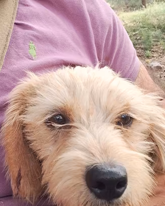 Cucciola da caccia al coniglio