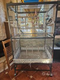 Pappagalli calopsite