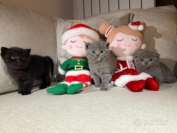 Cuccioli di Scottish Fold/Streight