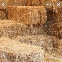 Paglia fieno cavalli pecore