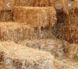 Paglia fieno cavalli pecore