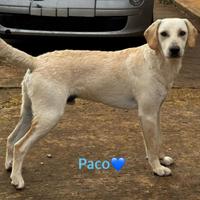 Cucciolo affettuoso in attesa di famiglia