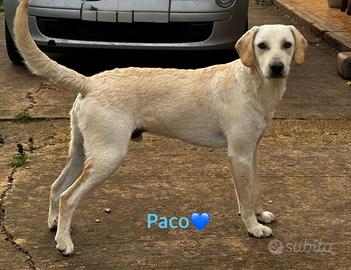 Cucciolo affettuoso in attesa di famiglia